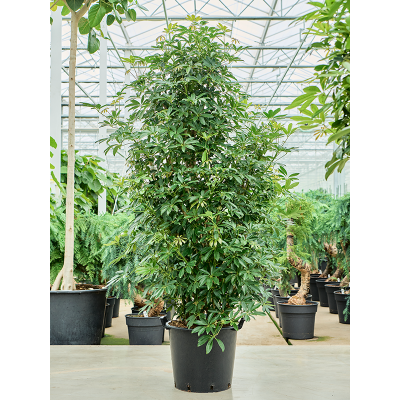 Растение горшечное Шеффлера/Schefflera arboricola 'Compacta'