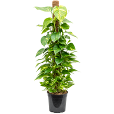 Scindapsus (Epipremnum) 'Aureum'