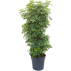 Schefflera arboricola 'Luseana'