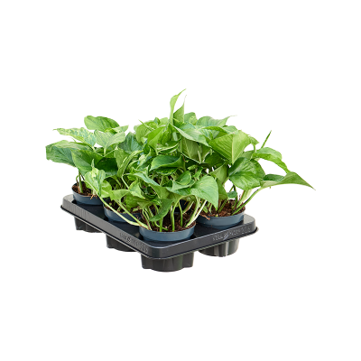 Растение горшечное Сциндапсус/Scindapsus (Epipremnum) 'Marble Green' 6/tray