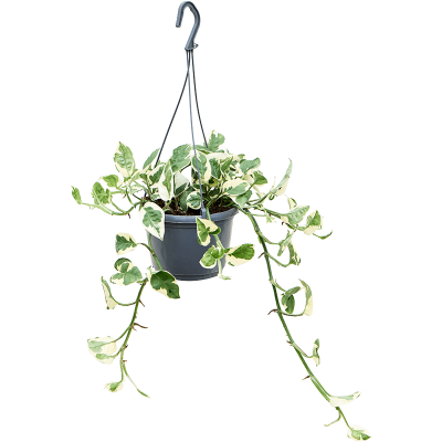 Растение горшечное Сциндапсус/Scindapsus (Epipremnum) 'N'joy'