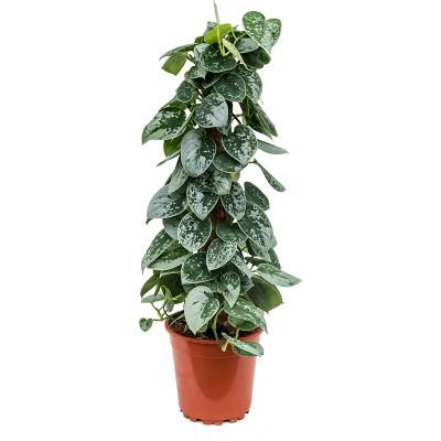 Растение горшечное Сциндапсус/Scindapsus pictus 'Silvery Ann'