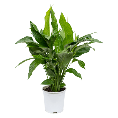 Растение горшечное Спатифиллум/Spathiphyllum 'Sweet Lauretta'