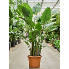 Strelitzia nicolai