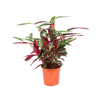 Растение горшечное Строманта/Stromanthe triostar