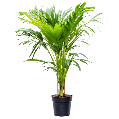 Растение горшечное Вейтчия/Veitchia (Adonidia) merrillii