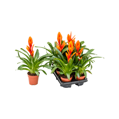 Растение горшечное Вриезия/Vriesea 'Intenso Orange' 6/tray