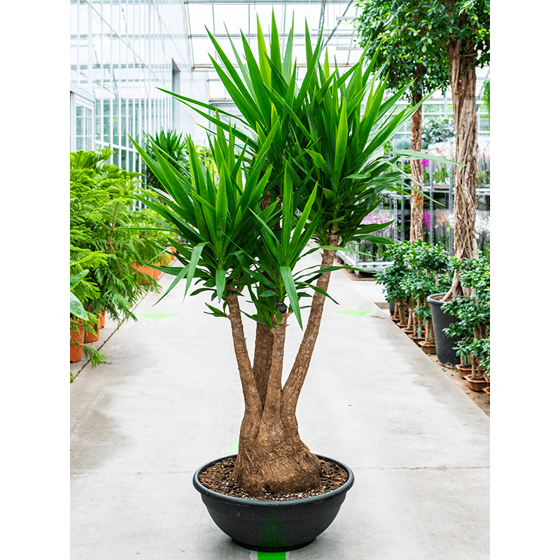 Yucca ELEPHANTIPES Юкка слоновая