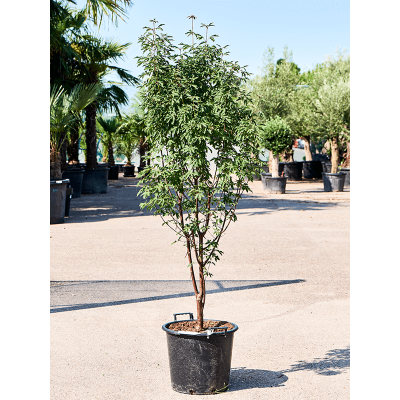 Растение горшечное Клён/Acer griseum (160-180)