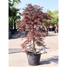 Acer palmatum 'Garnet' (170-200)
