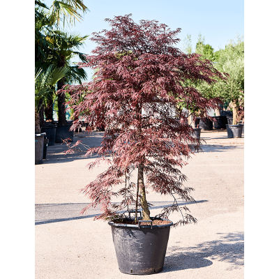 Растение горшечное Клён/Acer palmatum 'Garnet' (170-200)
