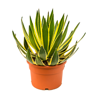 Растение горшечное Агава/Agave lopantha