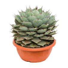 Agave potatorum compacta