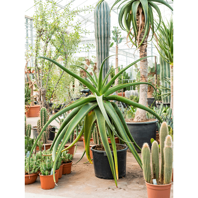 Растение горшечное Алоэ/Aloe alooides