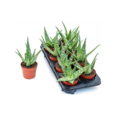 Aloe hybrid 8/tray