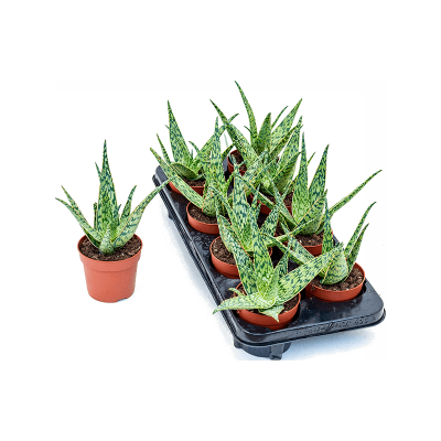 Растение горшечное Алоэ/Aloe hybride 8/tray