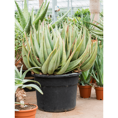 Растение горшечное Алоэ/Aloe petricola