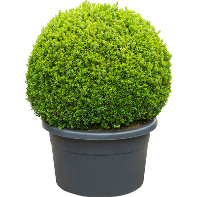 Растение горшечное Самшит/Buxus sempervirens