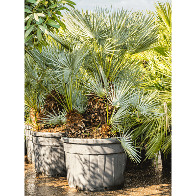 Растение горшечное Хамеропс/Chamaerops humilis 'Cerifera'