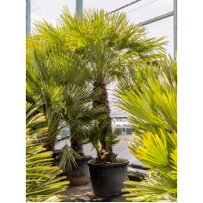 Chamaerops humilis