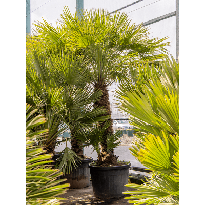 Растение горшечное Хамеропс/Chamaerops humilis