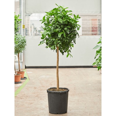 Растение горшечное Цитрофортунелла/Citrus aurantifolia 'Lima Rossa'