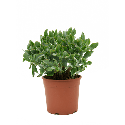 Растение горшечное Крассула/Crassula argentea