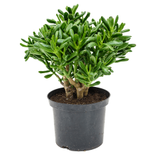 Crassula ovata 'Gollum'