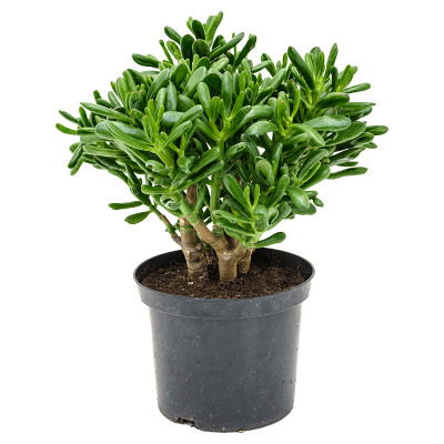 Растение горшечное Крассула/Crassula gollum