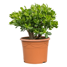 Crassula ovata