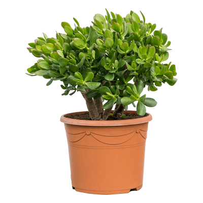 Растение горшечное Крассула/Crassula ovata