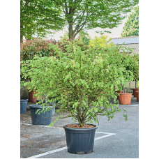 Euonymus alatus