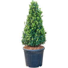 Ilex crenata 'Caroline Upright' (100-110)