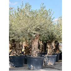 Olea europaea (220-300)