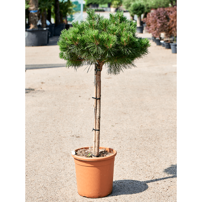 Растение горшечное Сосна/Pinus nigra 'Pierrick Bregeon'