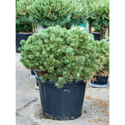 Растение горшечное Сосна/Pinus mugo 'Ophir'