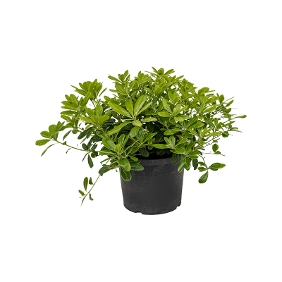 Растение горшечное Смолосемянник/Pittosporum tobira nana