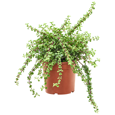 Растение горшечное Портулакария/Portulacaria afra