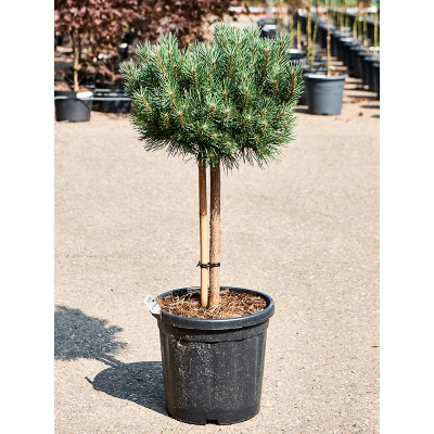 Растение горшечное Сосна/Pinus sylvestris 'Watereri'