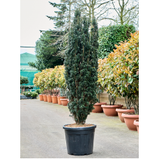 Taxus baccata 'Black Tower'