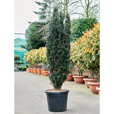 Растение горшечное Тис/Taxus baccata 'Black Tower'