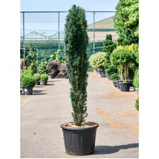 Taxus baccata 'Fastigiata Robusta'