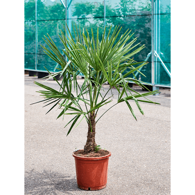 Растение горшечное Трахикарпус/Trachycarpus fortunei (120-140)