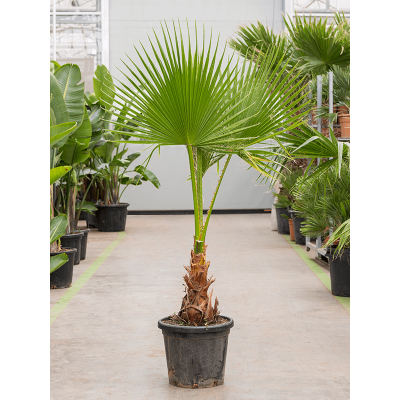 Растение горшечное Вашингтония/Washingtonia robusta