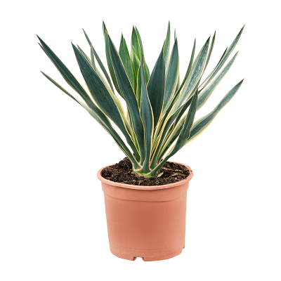 Растение горшечное Юкка/Yucca gloriosa 'Variegata'
