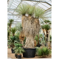 Yucca rigida