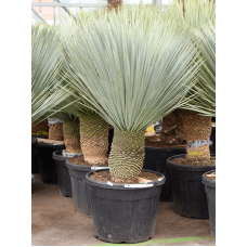 Yucca rostrata