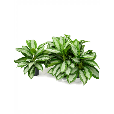 Растение горшечное Аглаонема/Aglaonema 'Diamond Bay' 6/tray