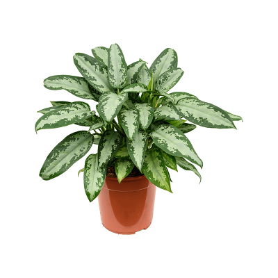 Растение горшечное Аглаонема/Aglaonema 'Jubilee'