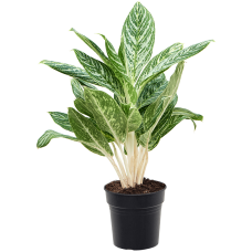 Aglaonema 'Madonna'